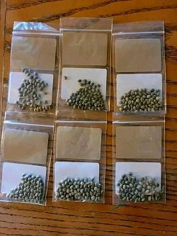 Sativa Seed's